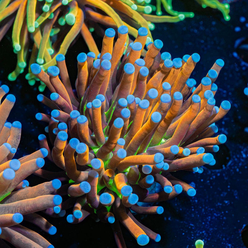 Mardi Gras Torch Euphyllia Coral with flowing tentacles in reef aquarium