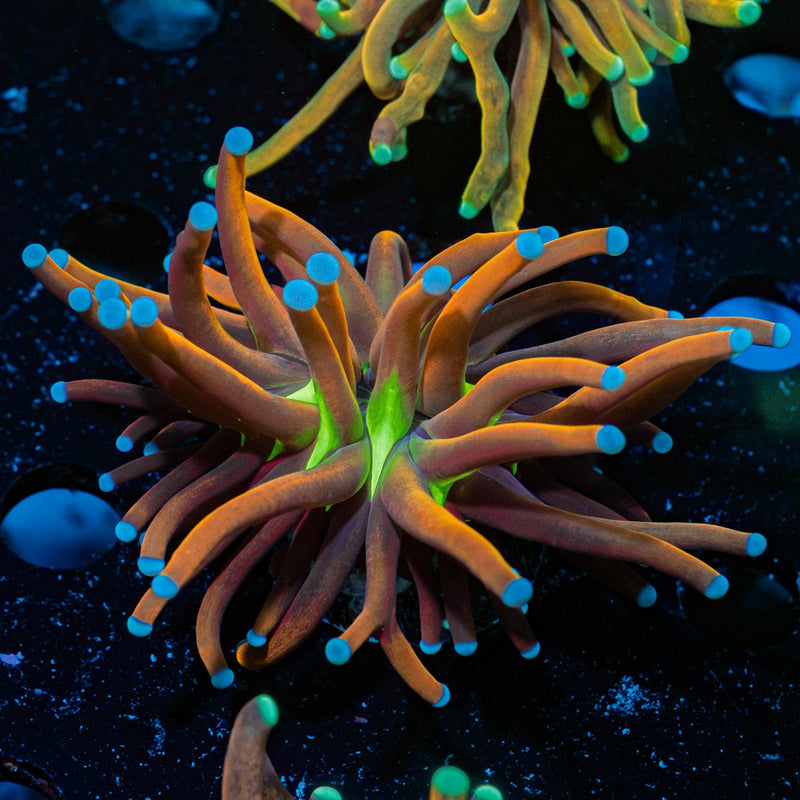 Mardi Gras Torch Euphyllia Coral with flowing tentacles in reef aquarium