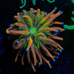 Mardi Gras Torch Euphyllia Coral with flowing tentacles in reef aquarium