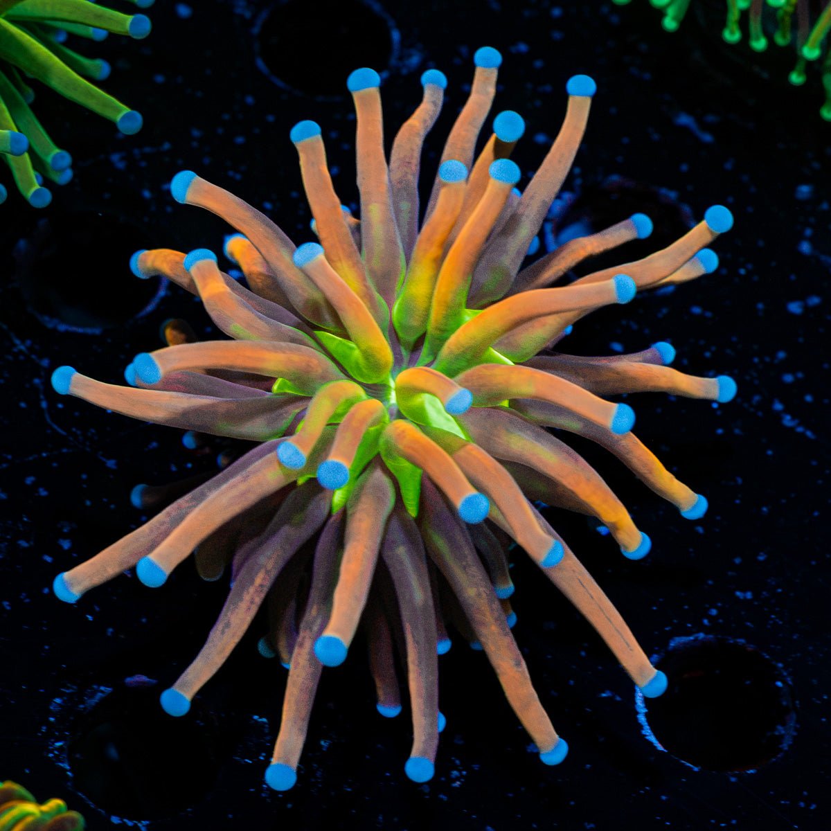 Mardi Gras Torch Euphyllia Coral with flowing tentacles in reef aquarium
