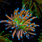 Mardi Gras Torch Euphyllia Coral with flowing tentacles in reef aquarium