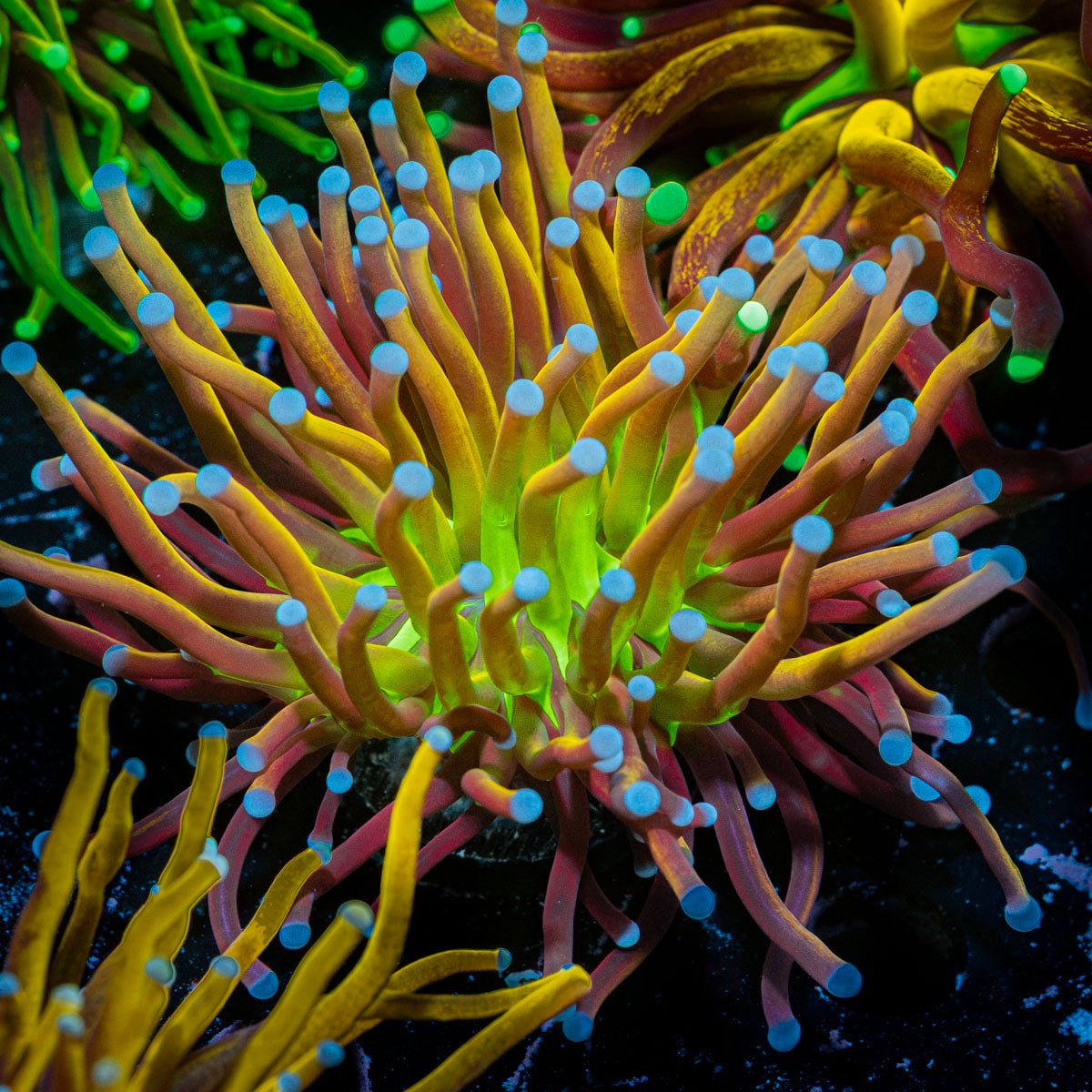 Mardi Gras Torch Euphyllia Coral with flowing tentacles in reef aquarium