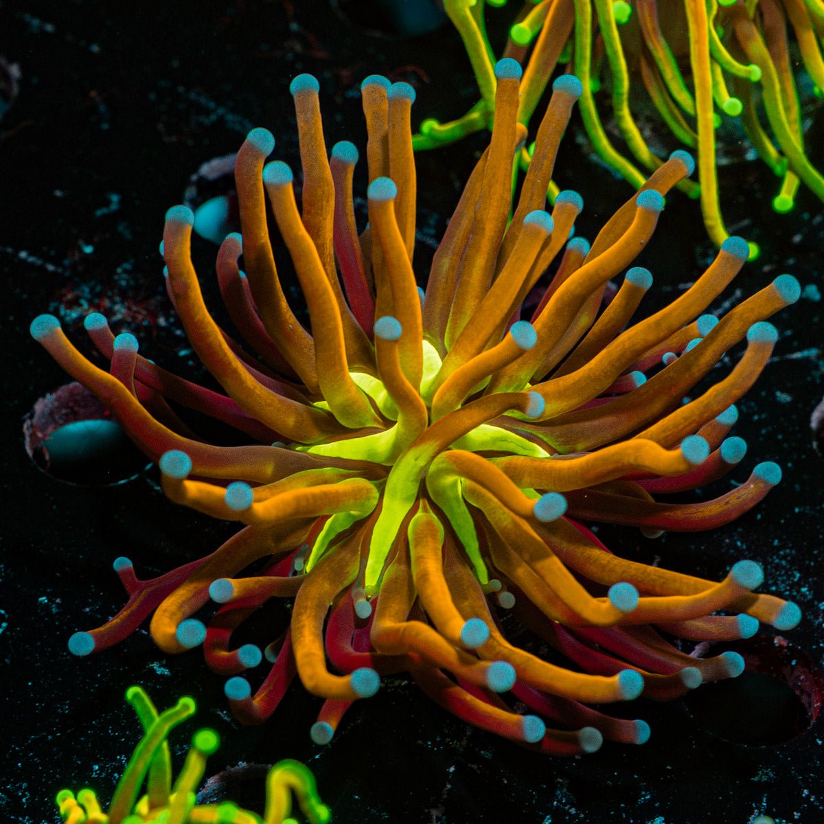 Mardi Gras Torch Euphyllia Coral with flowing tentacles in reef aquarium