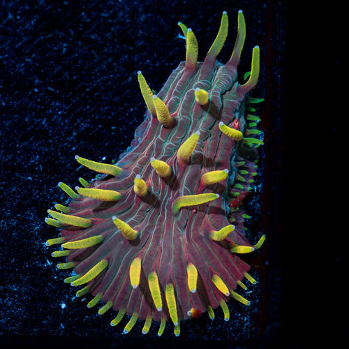 Martian Thunderstorm Diaseris Plate coral