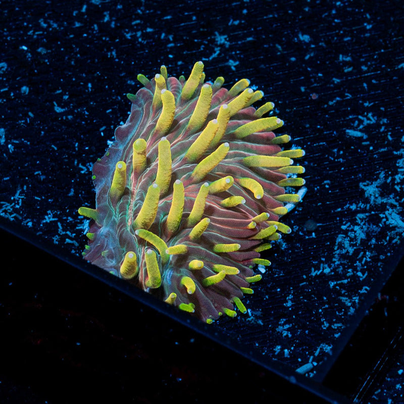 Martian Thunderstorm Diaseris Plate coral with distinctive plate-like structure in reef aquarium