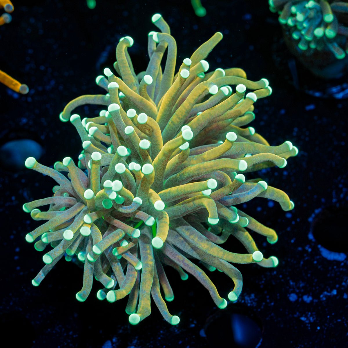 Master Fire Torch Euphyllia Coral with flowing tentacles in reef aquarium