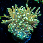 Master Fire Torch Euphyllia Coral with flowing tentacles in reef aquarium
