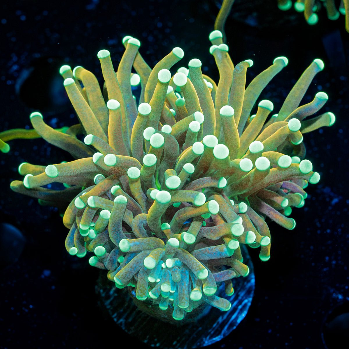 Master Fire Torch Euphyllia Coral with flowing tentacles in reef aquarium