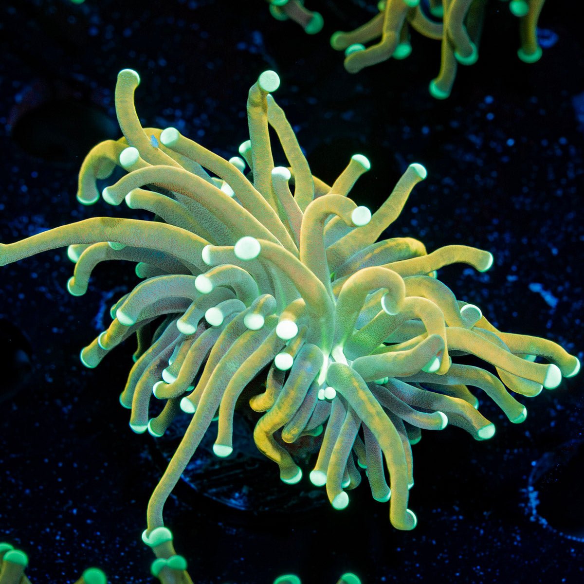 Master Fire Torch Euphyllia Coral with flowing tentacles in reef aquarium