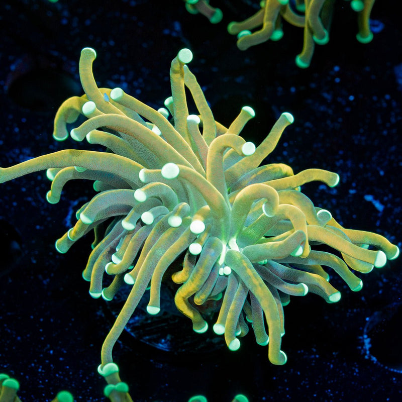 Master Fire Torch Euphyllia Coral with flowing tentacles in reef aquarium