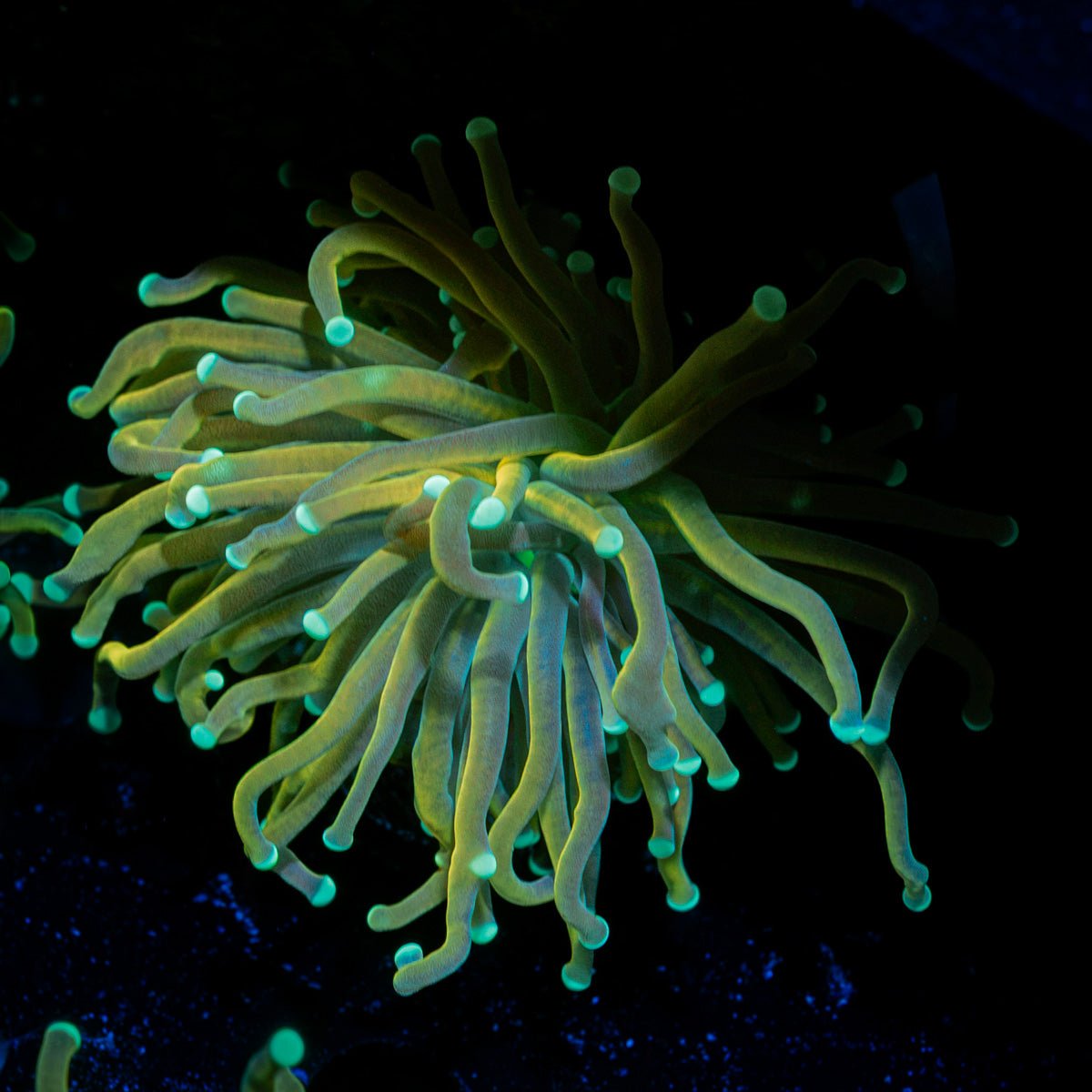 Master Fire Torch Euphyllia Coral with flowing tentacles in reef aquarium