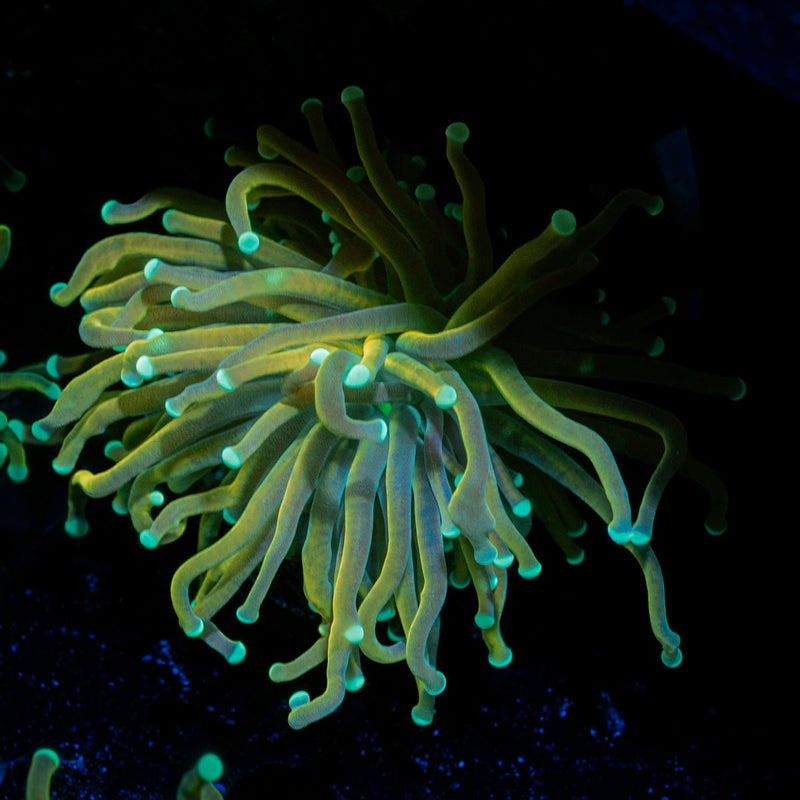 Master Fire Torch Euphyllia Coral with flowing tentacles in reef aquarium