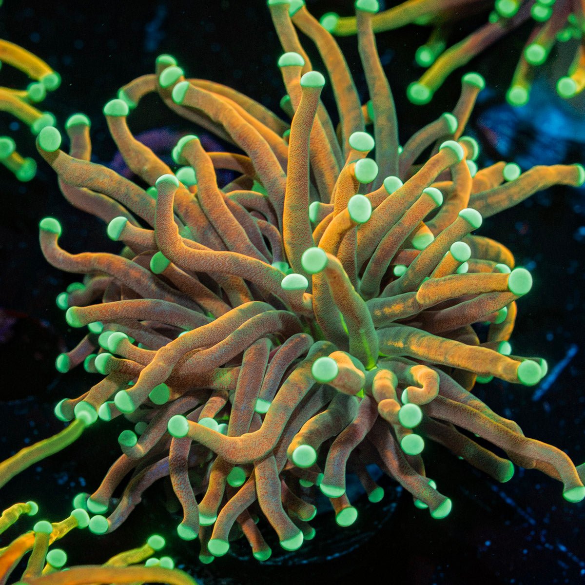 Master Fire Torch Euphyllia Coral