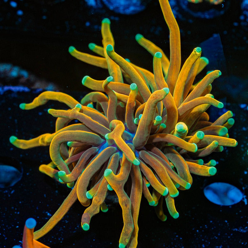 Master Torch Euphyllia Coral with flowing tentacles in reef aquarium