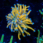 Master Torch Euphyllia Coral with flowing tentacles in reef aquarium