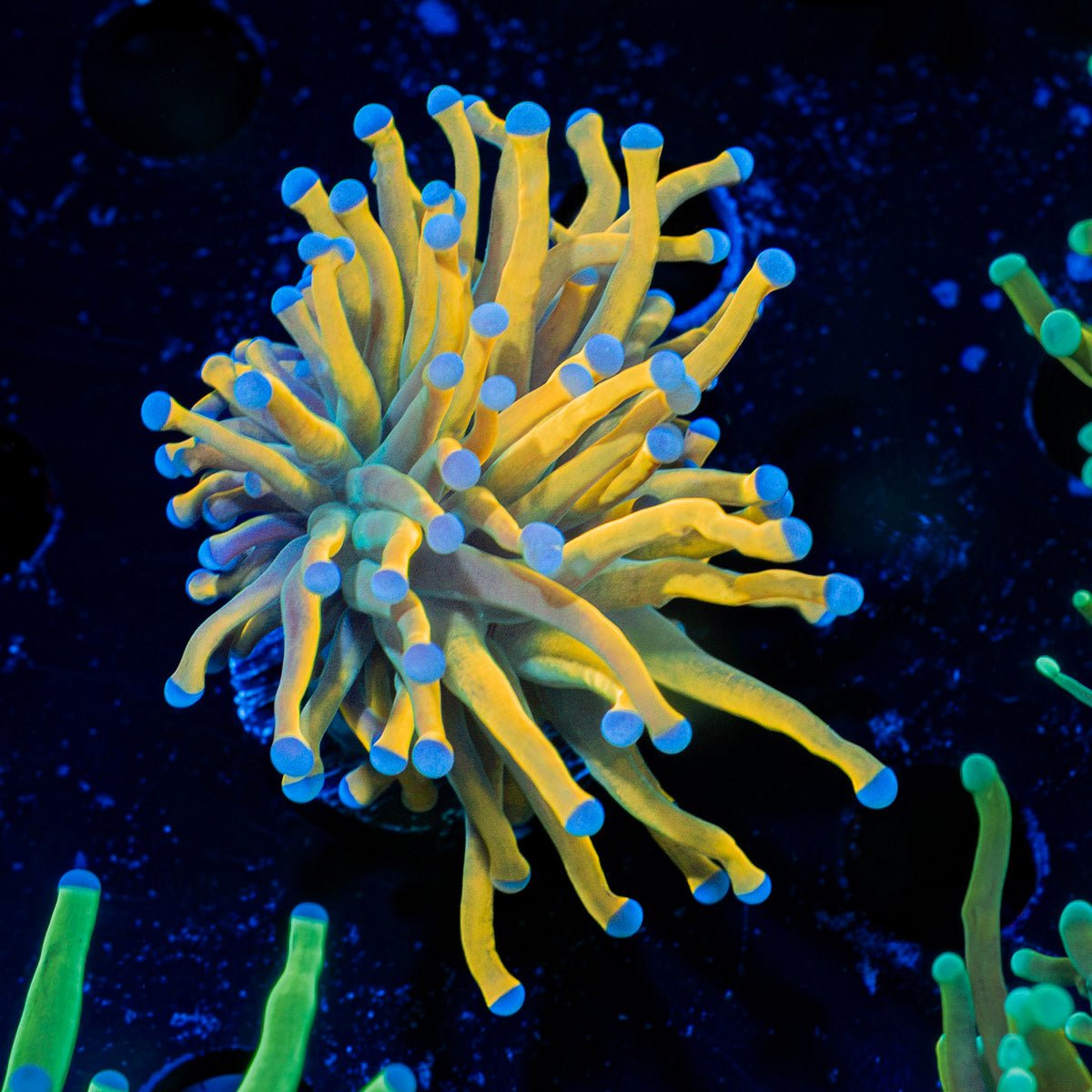 Master Torch Euphyllia Coral with flowing tentacles in reef aquarium