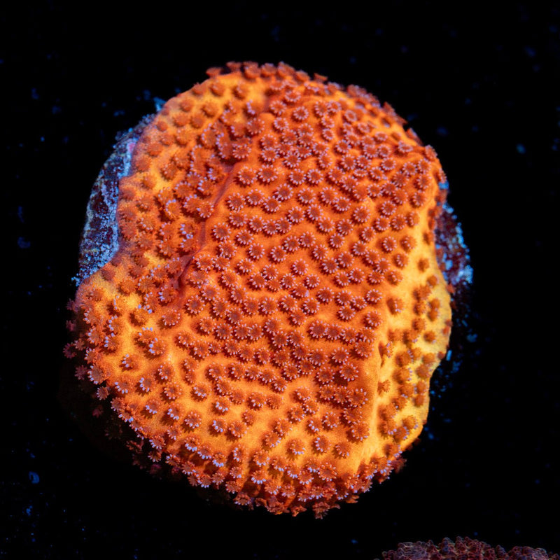 Mega Chrome Montipora Coral with branching growth in reef aquarium