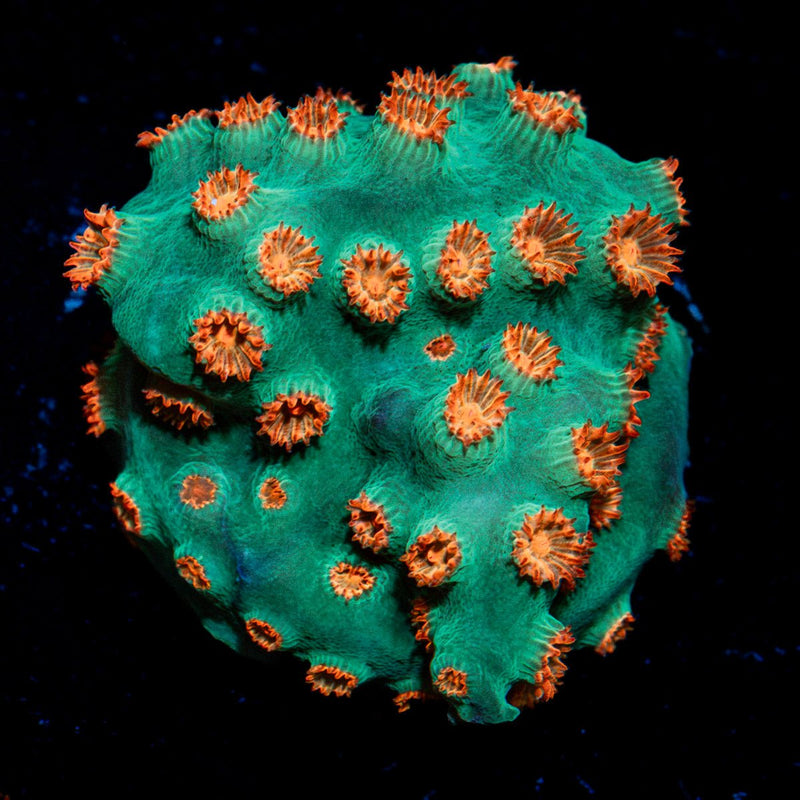 Meteor Shower Cyphastrea Coral with encrusting growth in reef aquarium