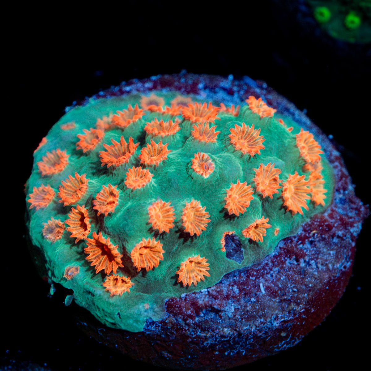 Meteor Shower Cyphastrea Coral with encrusting growth in reef aquarium