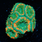 Miami Fire Asian Acan Coral with fleshy polyps in reef aquarium