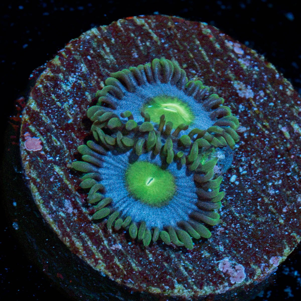 Miami Hurricane Zoanthid Coral with colony growth in reef aquarium