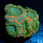 Miami Micromussa with colorful coral specimen in a saltwater aquarium