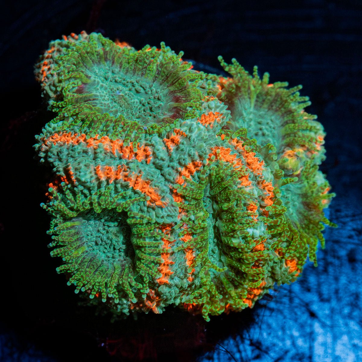 Miami Micromussa with colorful coral specimen in a saltwater aquarium