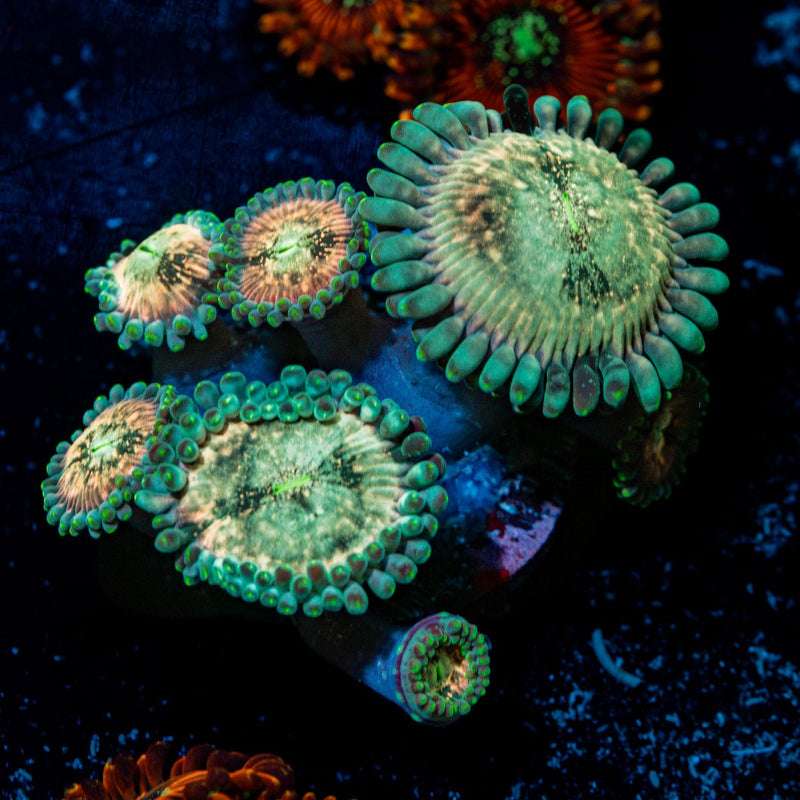 Milky Way Zoanthid Coral colony growth in reef aquarium
