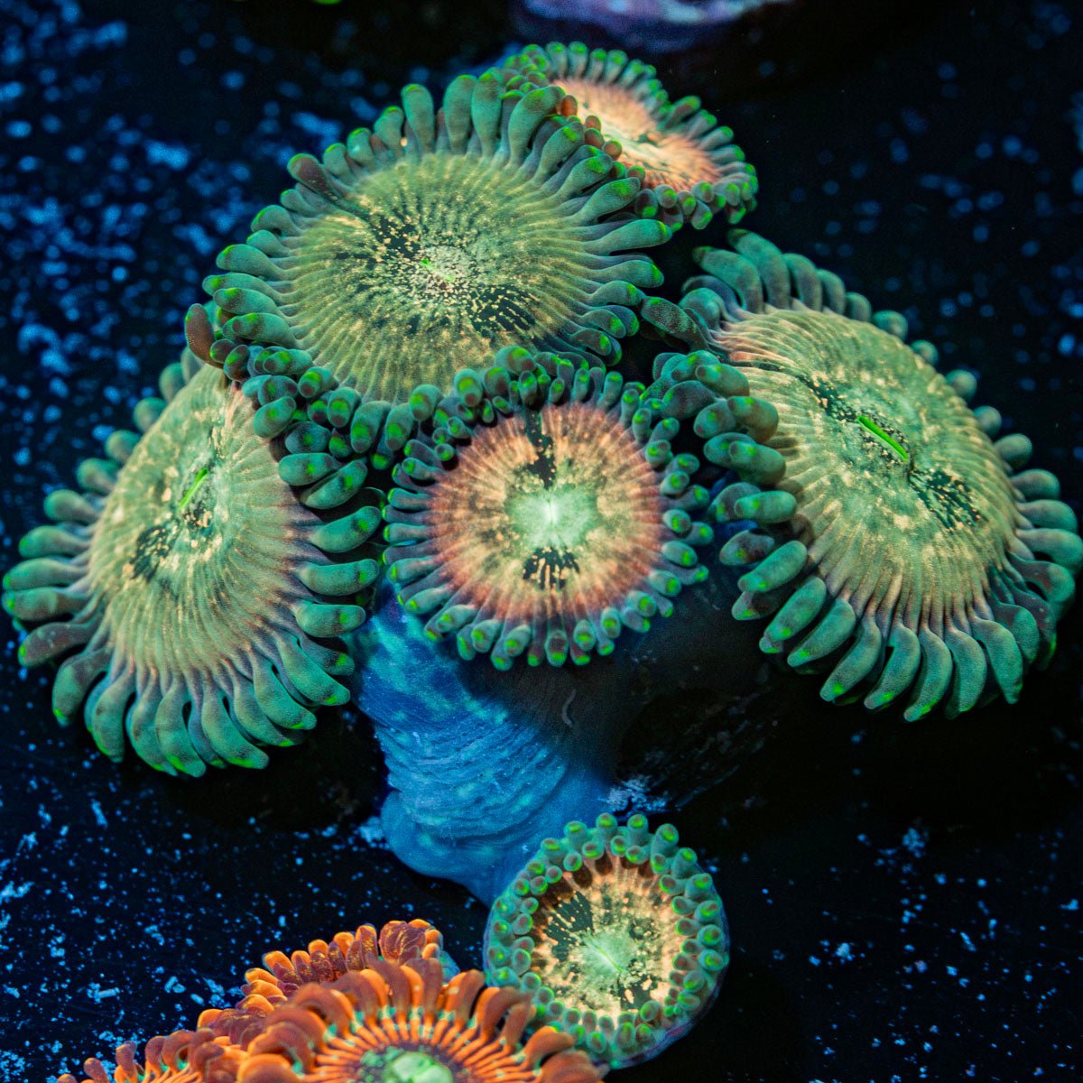 Milky Way Zoanthid Coral colony growth in reef aquarium