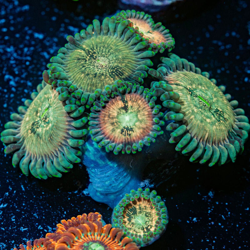 Milky Way Zoanthid Coral colony growth in reef aquarium