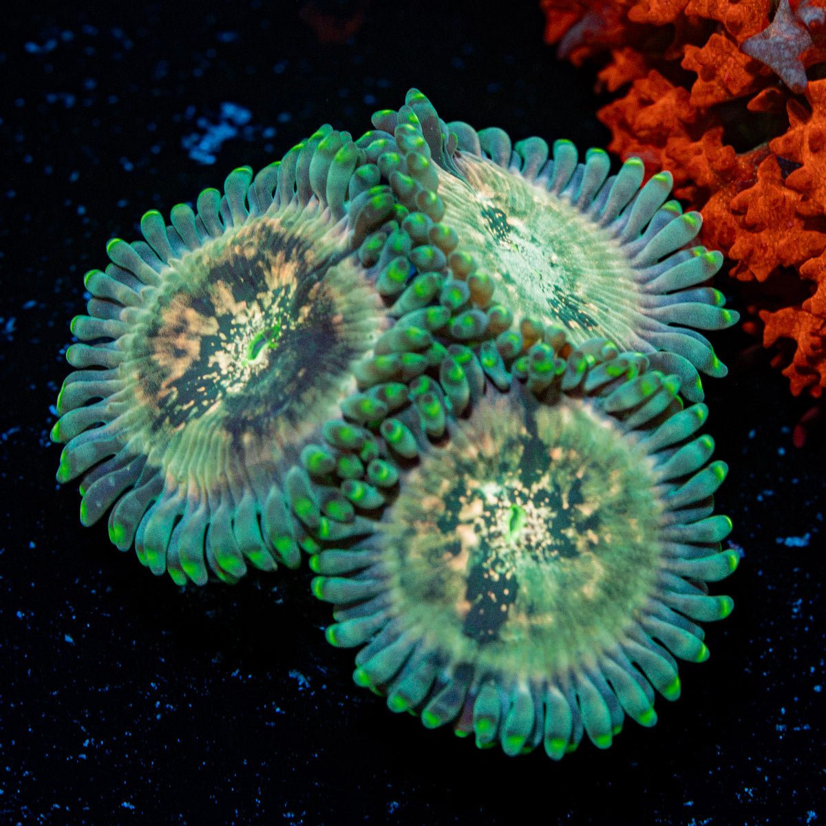 Milky Way Zoanthid Coral colony growth in reef aquarium