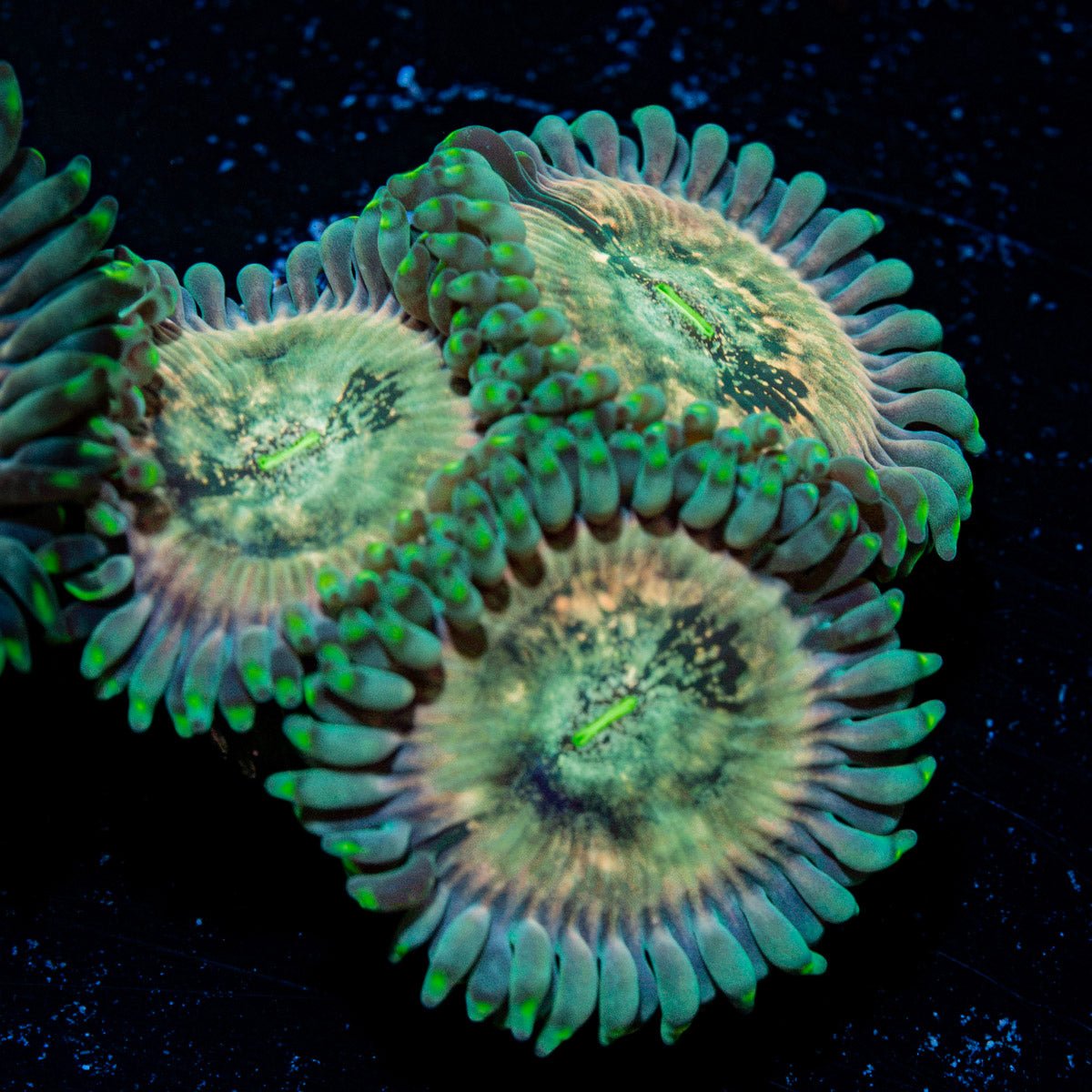 Milky Way Zoanthid Coral colony growth in reef aquarium