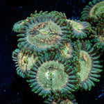 Milky Way Zoanthid Coral colony growth in reef aquarium
