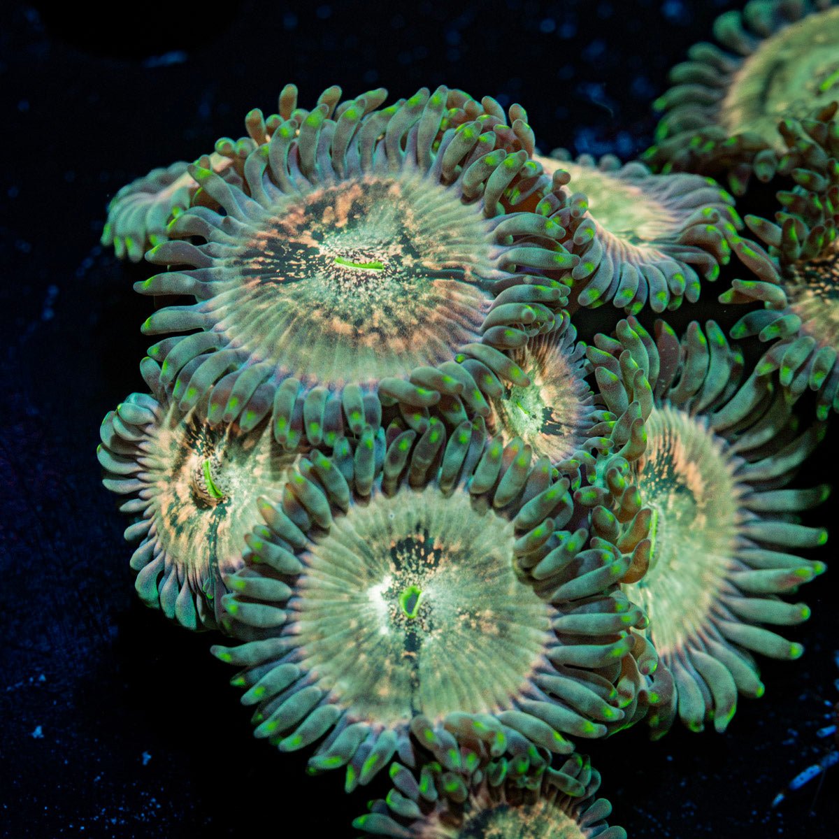 Milky Way Zoanthid Coral colony growth in reef aquarium