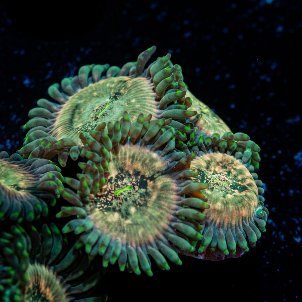 Milky Way Zoanthid Coral colony growth in reef aquarium