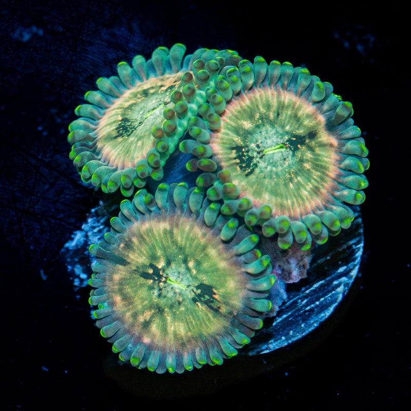 Milky Way Zoanthid Coral colony growth in reef aquarium