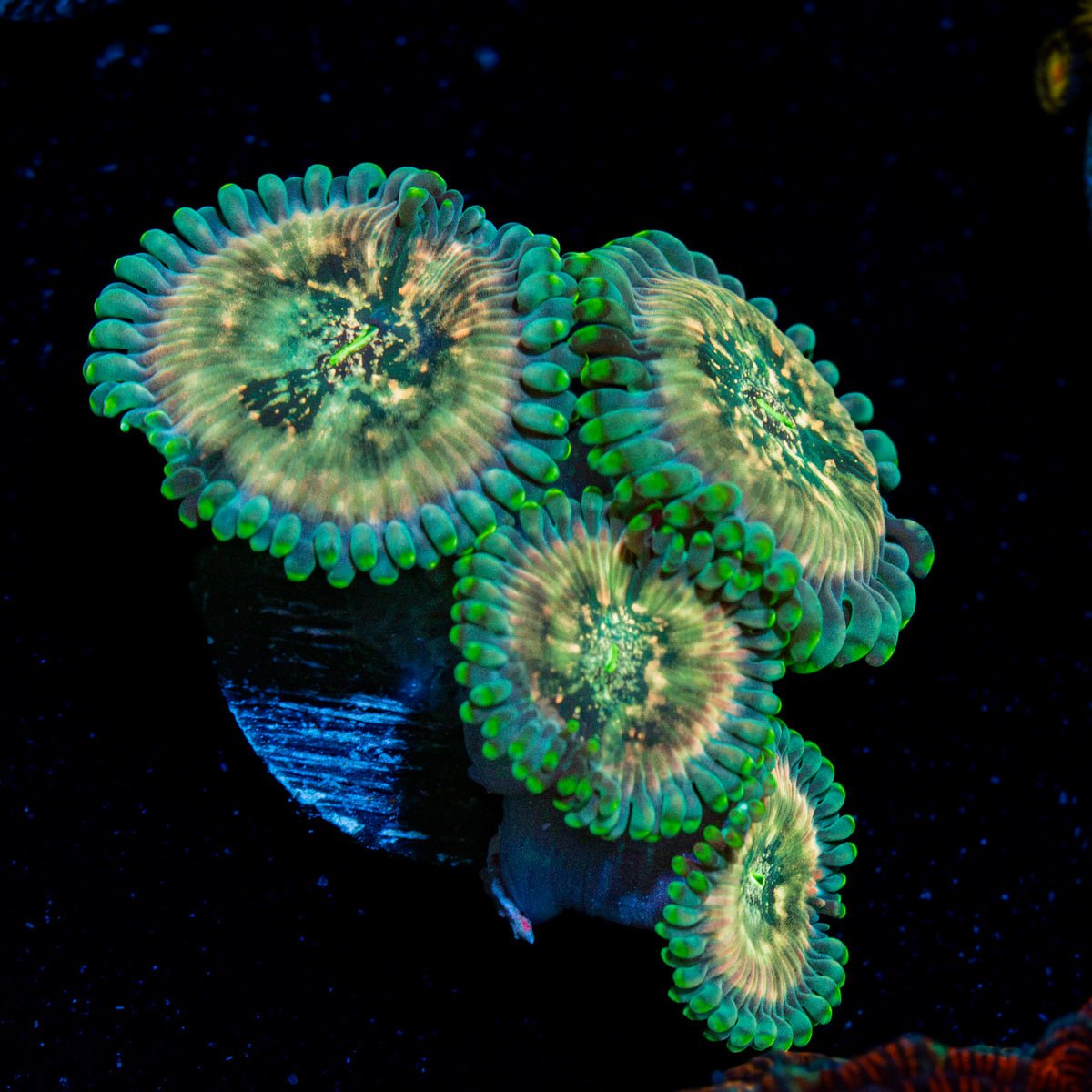 Milky Way Zoanthid Coral with colony growth in reef aquarium