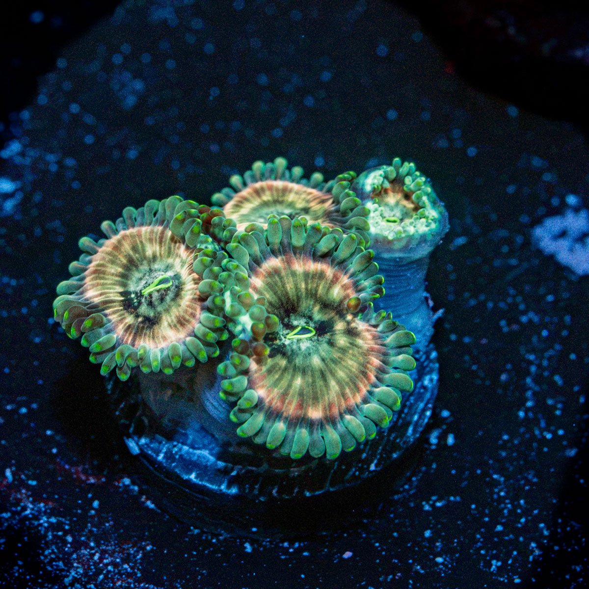 Milky Way Zoanthid Coral colony growth in reef aquarium