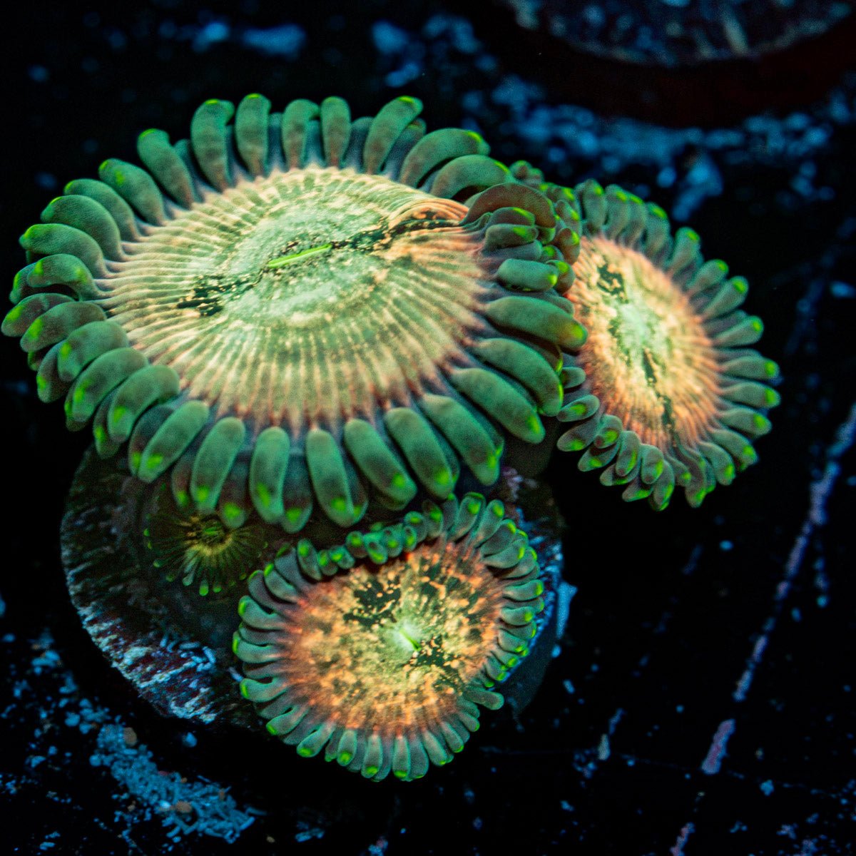 Milky Way Zoanthid Coral colony growth in reef aquarium