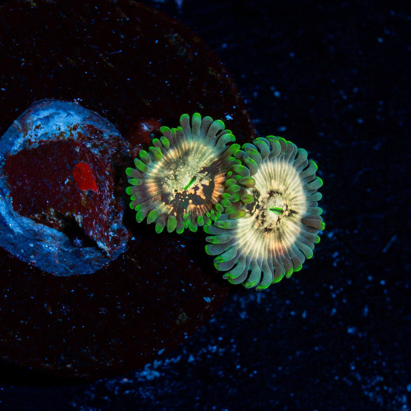 Milky Way Zoanthids Coral colony growth in reef aquarium