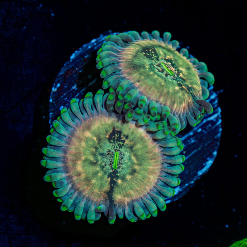 Milky Ways Zoanthid Coral