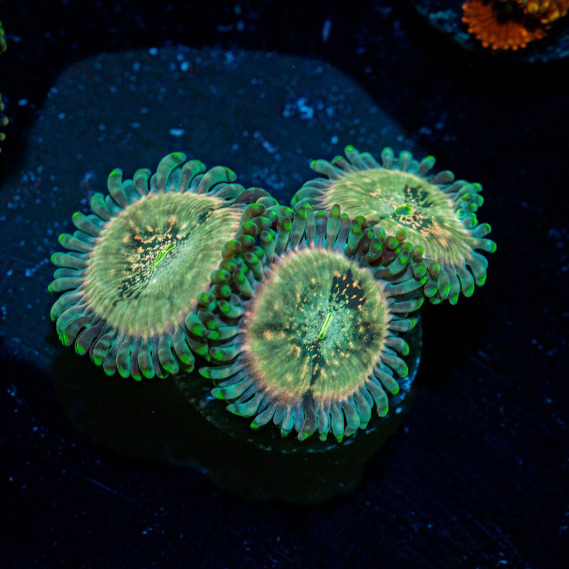 Milky Ways Zoanthid Coral