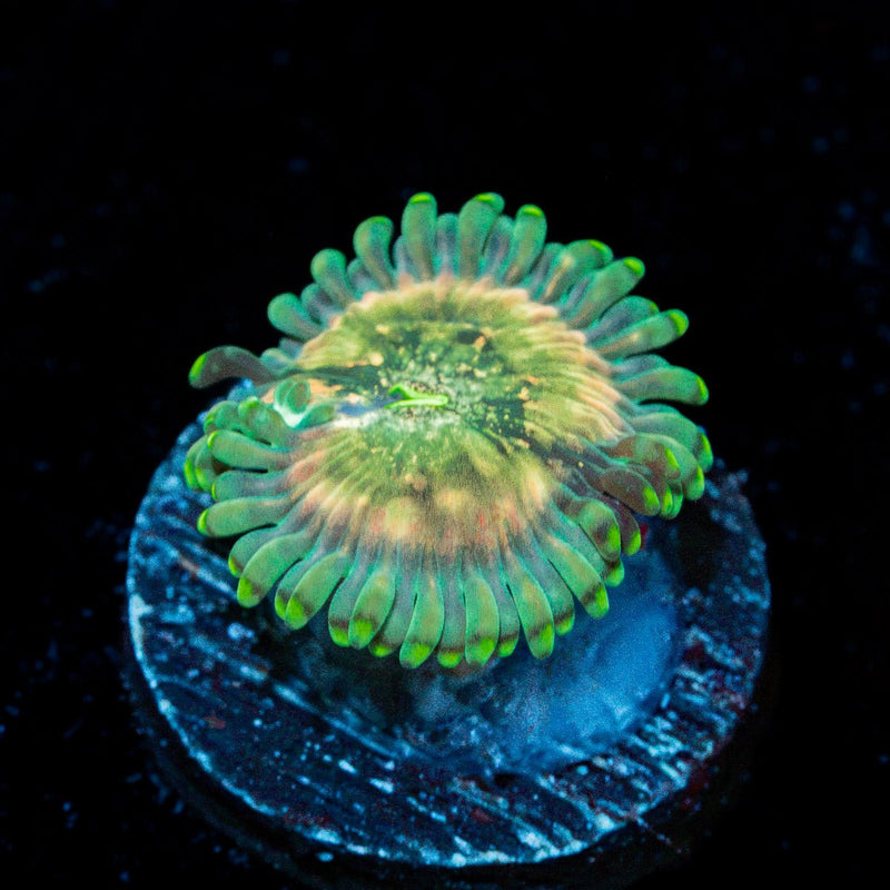 Milky Ways Zoanthid Coral