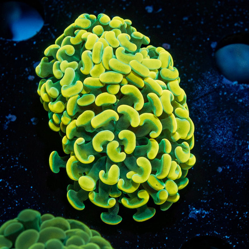 Monty Python Hammer Coral with branching fleshy heads in reef aquarium