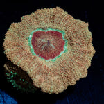 Moonlight Asian Acan with colorful coral specimen in a saltwater aquarium