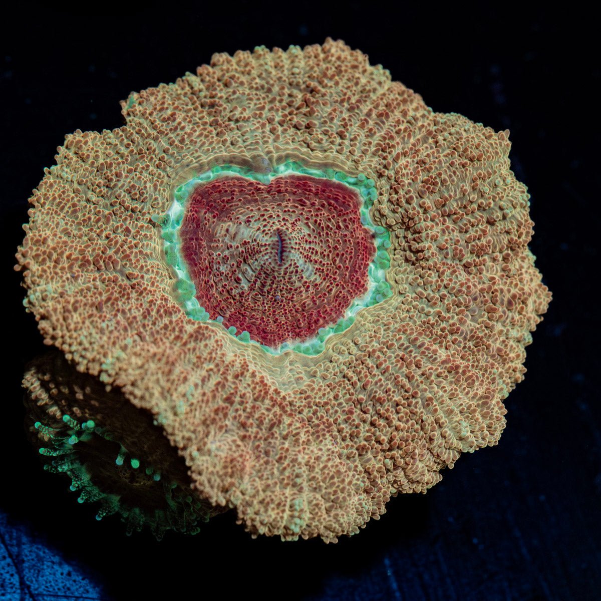Moonlight Asian Acan with colorful coral specimen in a saltwater aquarium