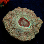 Moonlight Asian Acan with colorful coral specimen in a saltwater aquarium