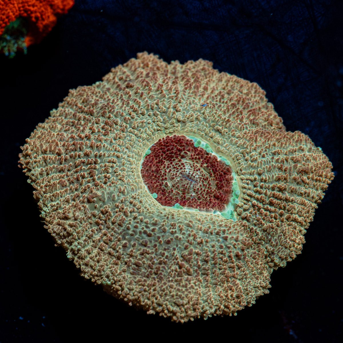 Moonlight Asian Acan with colorful coral specimen in a saltwater aquarium
