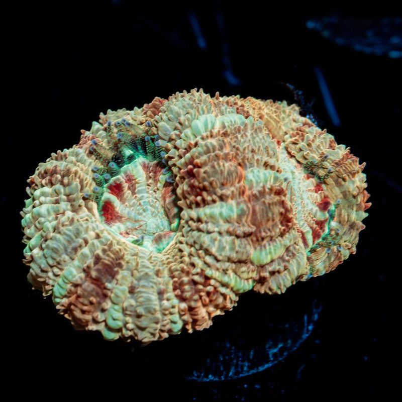MoonLight Asian Acan Coral with fleshy polyps in reef aquarium