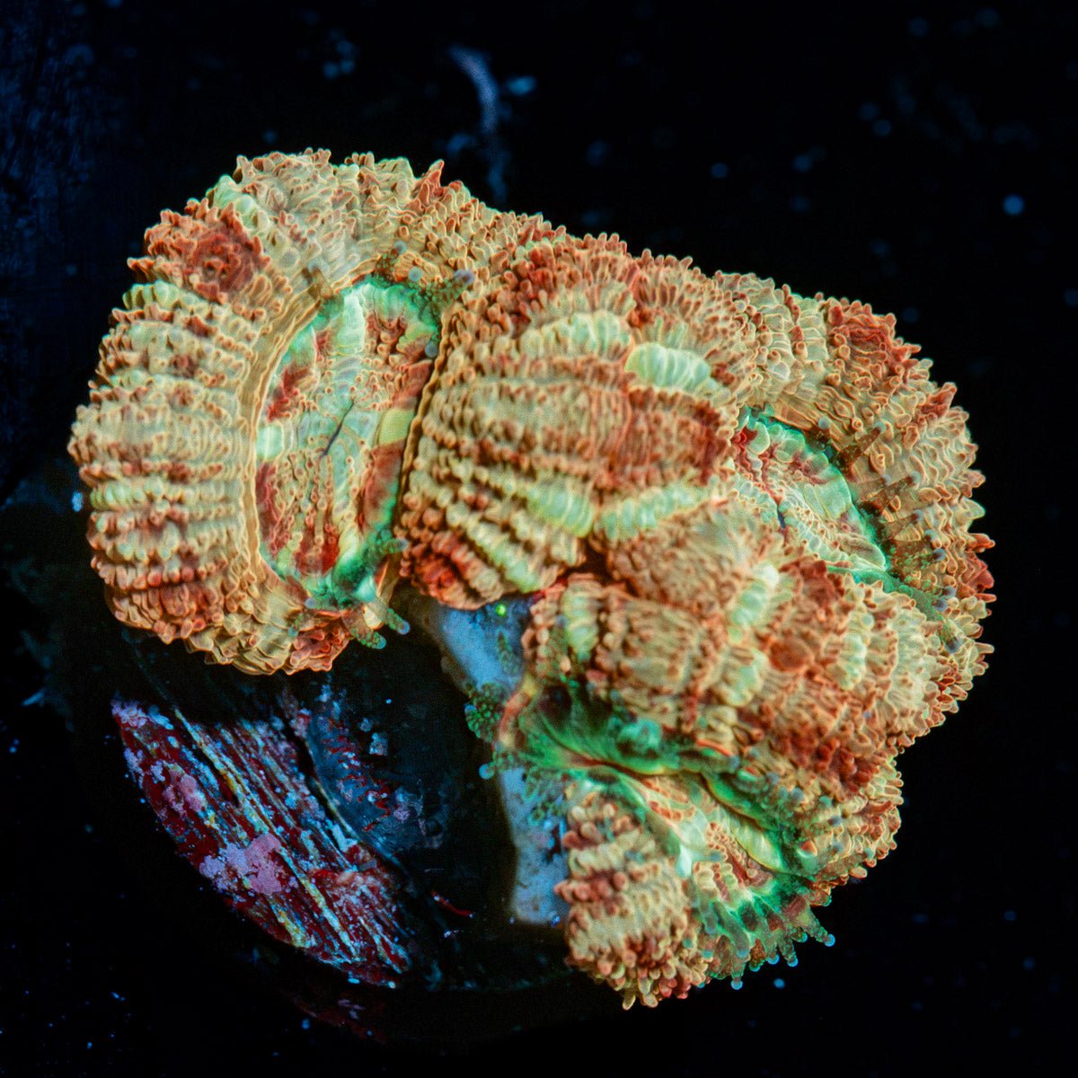 Moonlight Asian Acan Coral